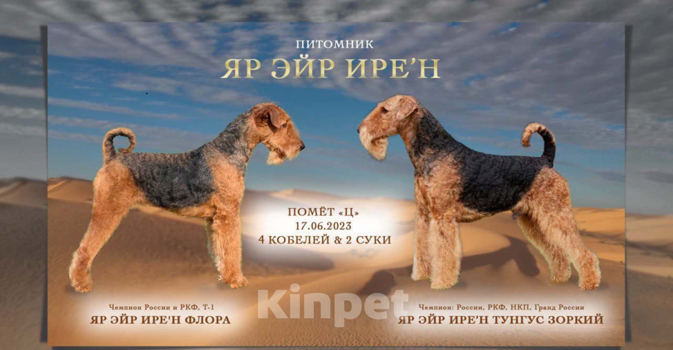 Собаки в Ярославле: щенки эрдельтерьера Мальчик, Бесплатно - фото 1