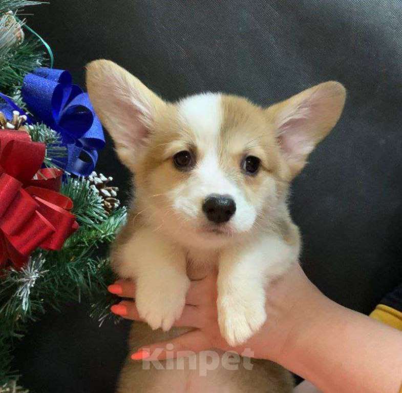 Собаки в других городах Московской области: Вельш корги пемброк рыже-белая девочка без хвостика Девочка, 45 000 руб. - фото 3