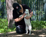 Собаки в Голицыно: Невероятная Девочка, 50 000 руб. - фото 4