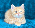 Кошки в Люберцах: Британский котенок Мальчик, 45 000 руб. - фото 3