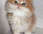 Кошки в Москве: Шикарная золотая шиншилла Мальчик, 60 000 руб. - фото 2