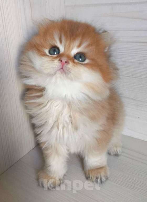 Кошки в Москве: Шикарная золотая шиншилла Мальчик, 60 000 руб. - фото 2