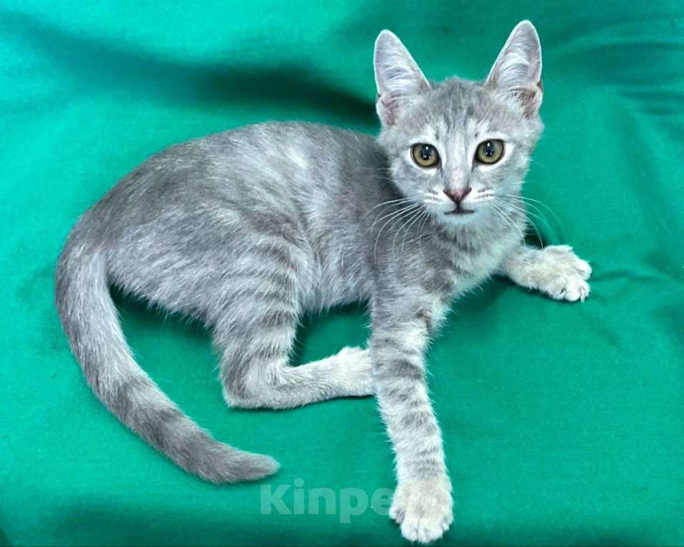 Кошки в Москве: Котята-неразлучники ищут дот Девочка, Бесплатно - фото 3