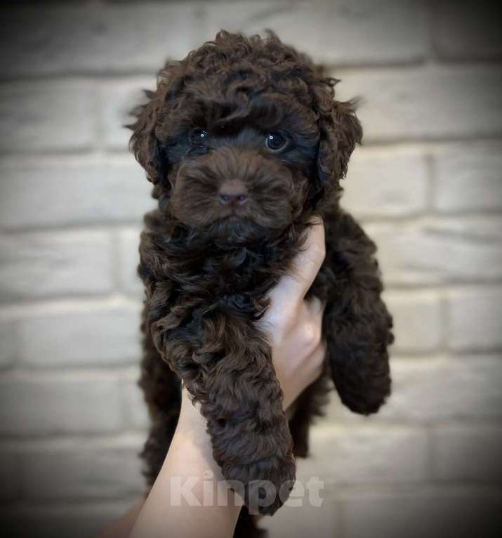 Собаки в Москве: Щенки мальтипу Девочка, 55 000 руб. - фото 1