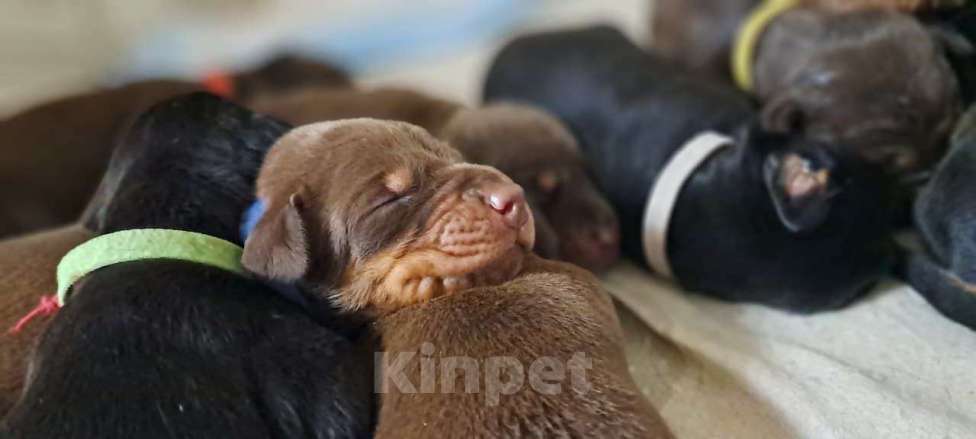 Собаки в других городах Краснодарского края: Щенки добермана РКФ Мальчик, 90 000 руб. - фото 10