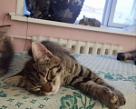 Кошки в Барнауле: Котята в добрые руки Девочка, Бесплатно - фото 2