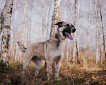 Собаки в Москве: Эйприл в добрые руки Девочка, Бесплатно - фото 4