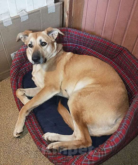 Собаки в Москве: Ваш самый лучший компаньон, домашняя собака Моника в добрые руки Девочка, 10 руб. - фото 9