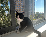 Кошки в Раменском: Котенок - горошек Мальчик, 33 руб. - фото 1