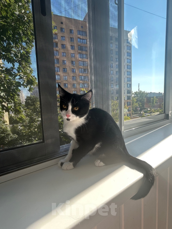 Кошки в Раменском: Котенок - горошек Мальчик, 33 руб. - фото 1