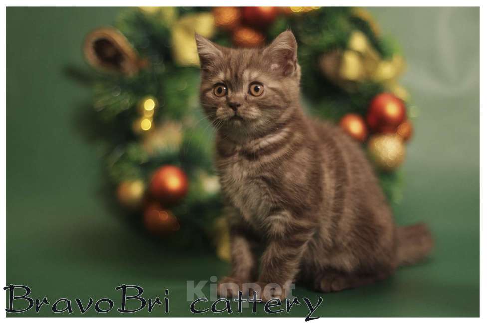 Кошки в Сургуте: Британская короткошерстная кошечка Девочка, 60 000 руб. - фото 4