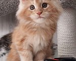 Кошки в Волгограде: Котята мейн-кун Девочка, 35 000 руб. - фото 1