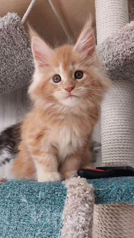 Кошки в Волгограде: Котята мейн-кун Девочка, 35 000 руб. - фото 1