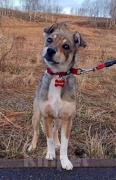 Собаки в Санкт-Петербурге: Собачка размером с кошечку ищет дом Девочка, Бесплатно - фото 9