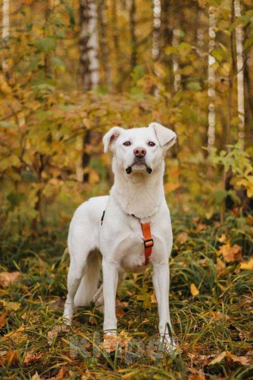 Собаки в Москве: Ума ищет дом Девочка, Бесплатно - фото 8