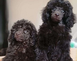 Собаки в Москве: Пудель малый средний шоколад Девочка, 100 000 руб. - фото 1