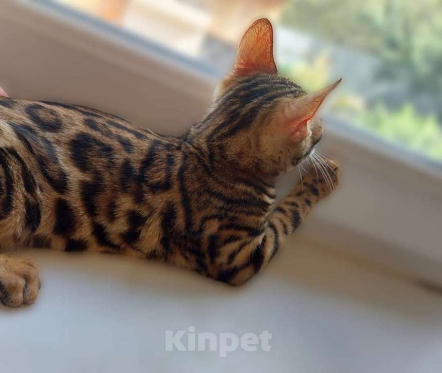 Кошки в Москве: Бенгальские шоу малыши Девочка, Бесплатно - фото 4