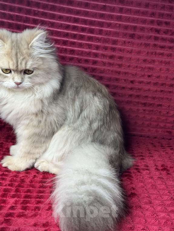 Кошки в Люберцах: Шотландские котята Девочка, Бесплатно - фото 6