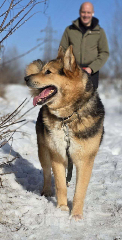 Собаки в Королеве: Джан! Воплощение мужества и харизмы! Мальчик, Бесплатно - фото 9