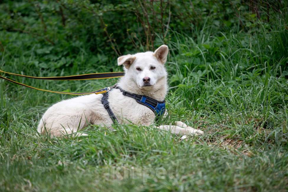 Собаки в Всеволожске: Белла 2 из приюта в добрые руки Девочка, Бесплатно - фото 5