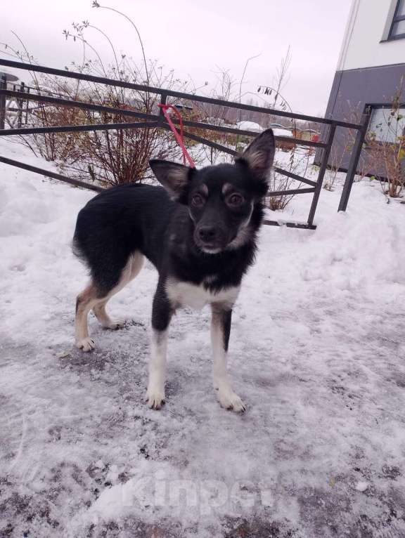 Собаки в Санкт-Петербурге: Ищет дом крошка-собачка весом 6 кг Девочка, Бесплатно - фото 3