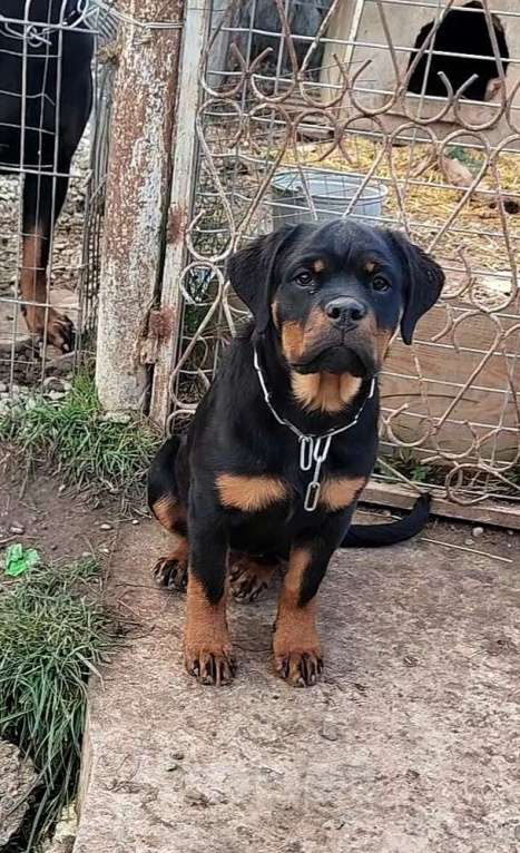 Собаки в Краснодаре: Щенки ротвейлера  Мальчик, 70 000 руб. - фото 3