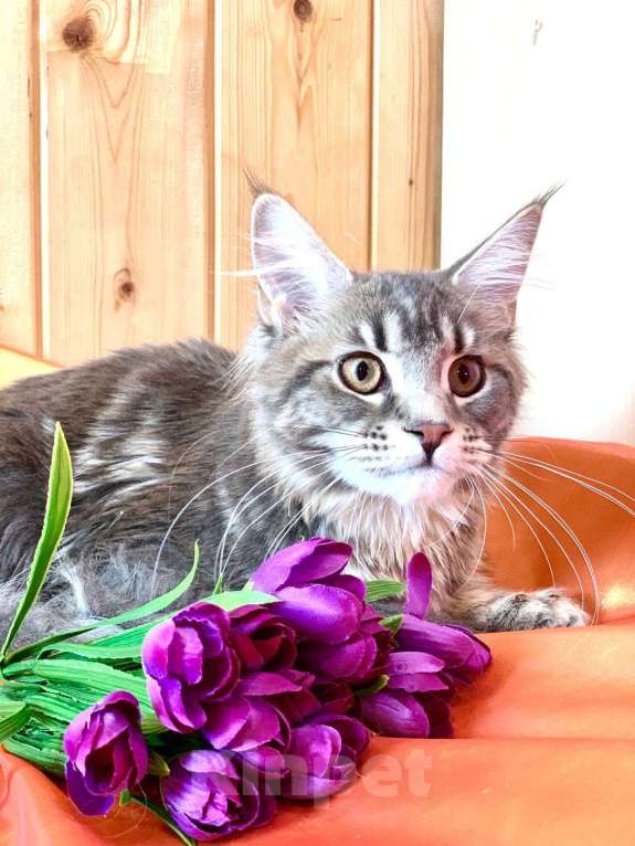 Кошки в Челябинске: 🔥🔥🔥 КОТЕНОК МЕЙН-КУН ДЕВОЧКА Девочка, Бесплатно - фото 3