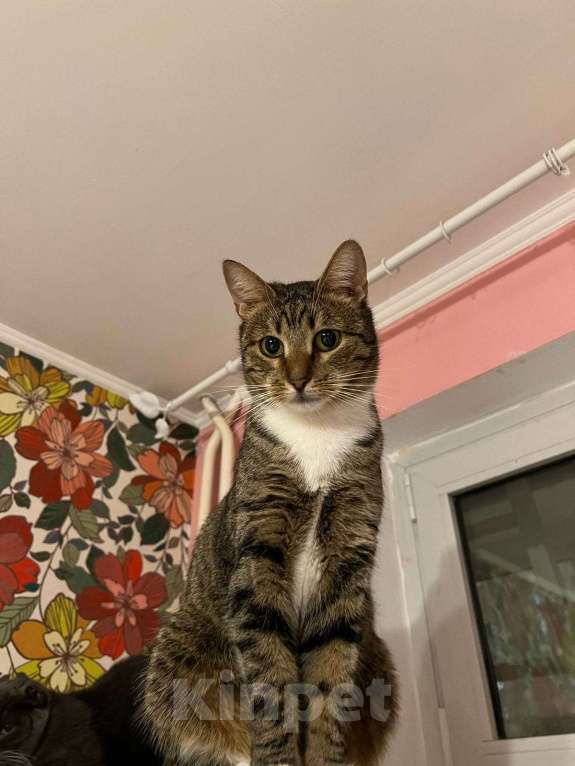 Кошки в Москве: Балерина Матильда  Девочка, 1 руб. - фото 6