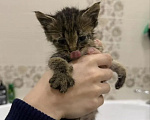 Кошки в Казани: Отдам котёнка в добрые руки Мальчик, Бесплатно - фото 1