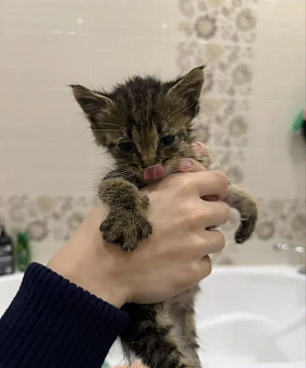 Отдам котёнка в добрые руки