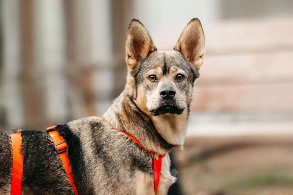 Собаки в Москве: Харизматичная Булка ищет дом Девочка, Бесплатно - фото 1