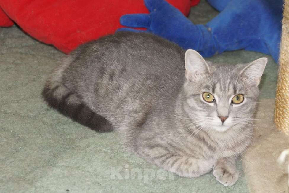 Кошки в Москве: Кошечка Санта в добрые руки Девочка, Бесплатно - фото 3