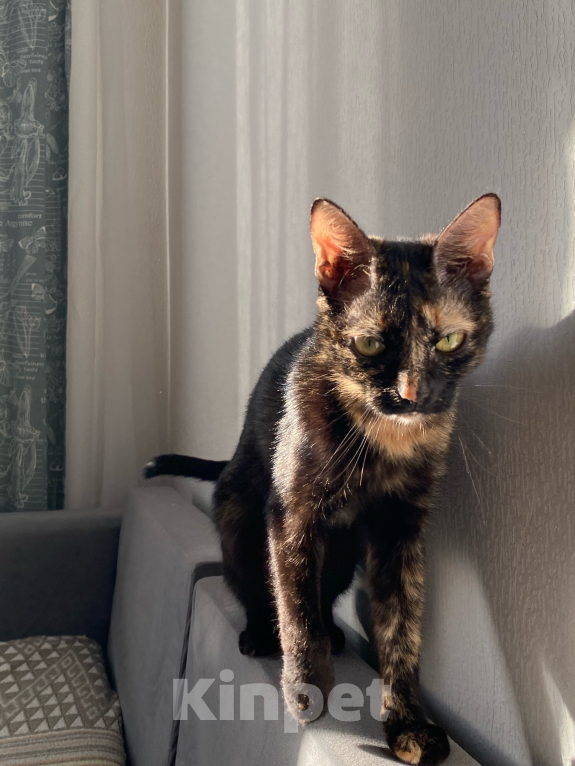 Кошки в других городах Ленинградской области: Отдам кошку Девочка, Бесплатно - фото 3