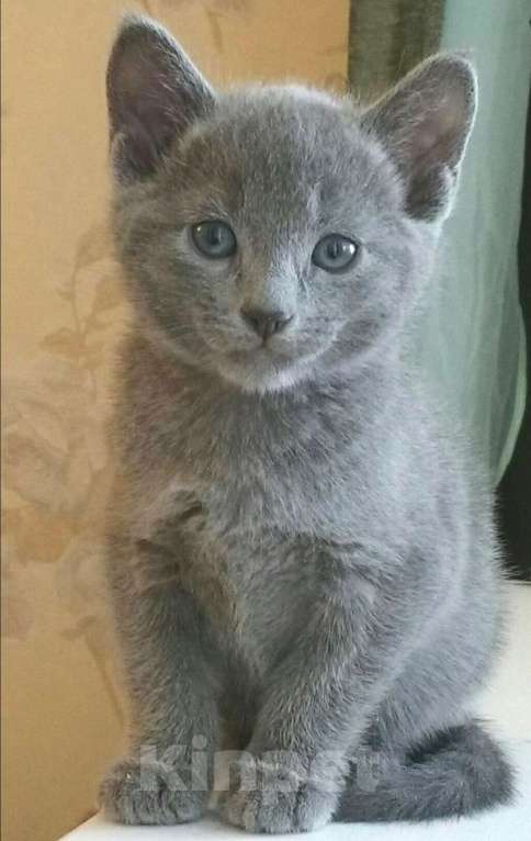 Кошки в Санкт-Петербурге: Русские голубые котята Девочка, 50 000 руб. - фото 8