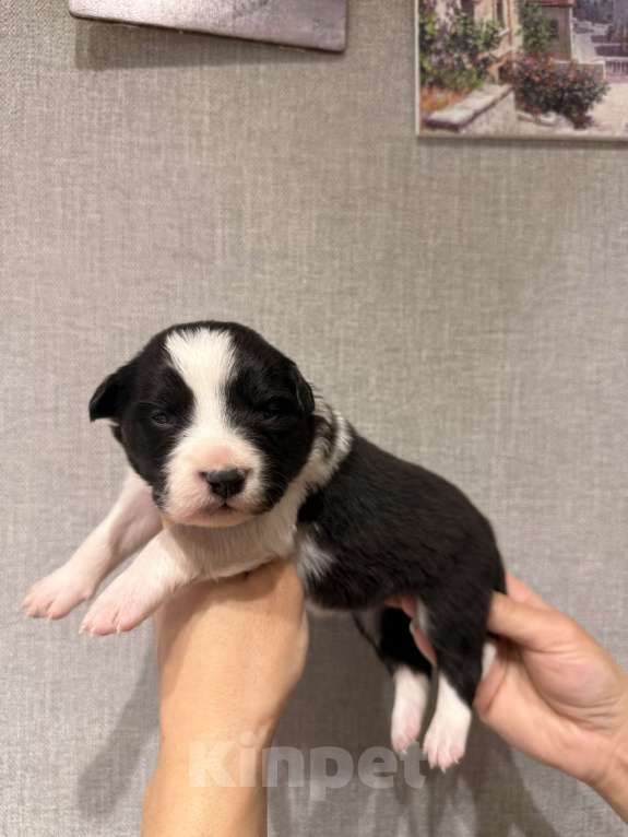 Собаки в других городах Московской области: Щенки Бордер Колли  Девочка, 90 000 руб. - фото 6