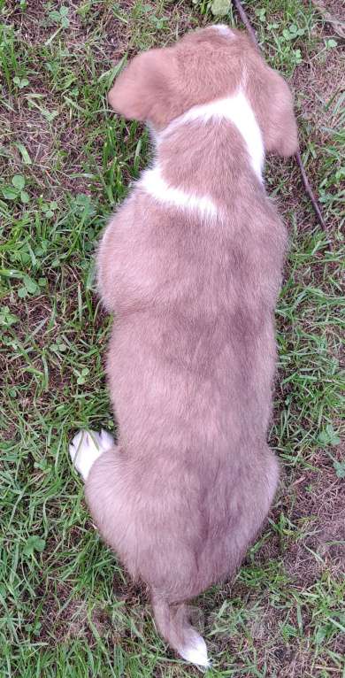 Собаки в Москве: Тигрулька Красотулька Девочка, 35 000 руб. - фото 3