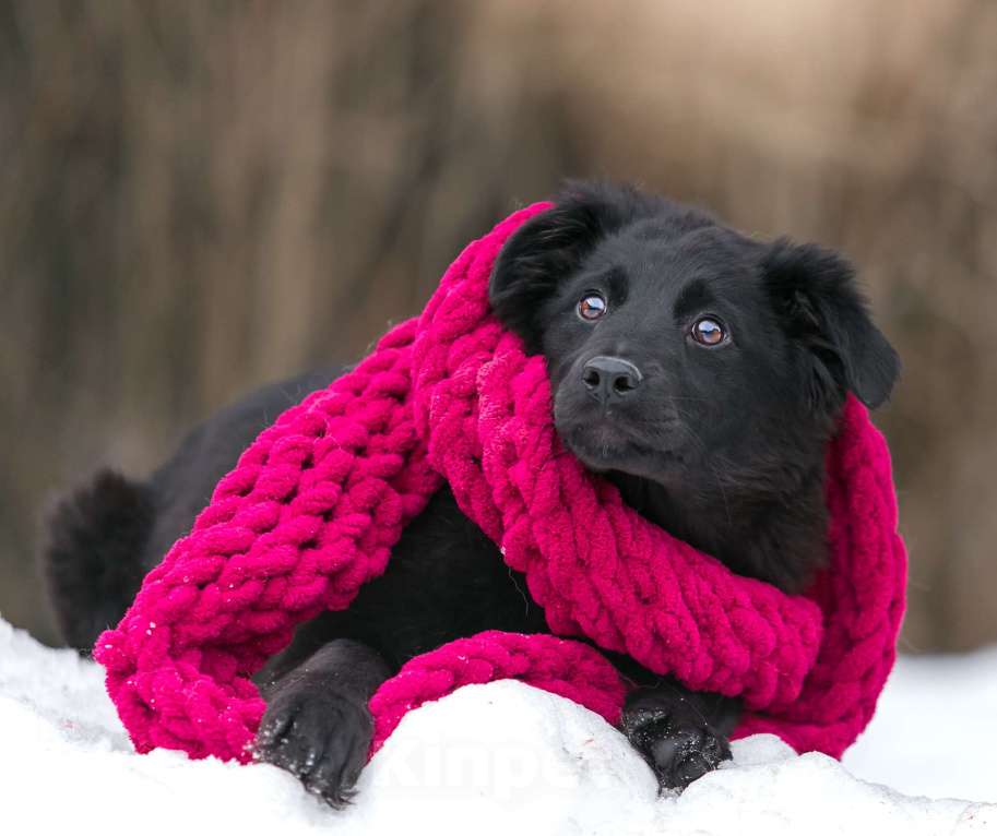 Собаки в Москве: Веселая Черничка ищет активную семью Девочка, 100 руб. - фото 1