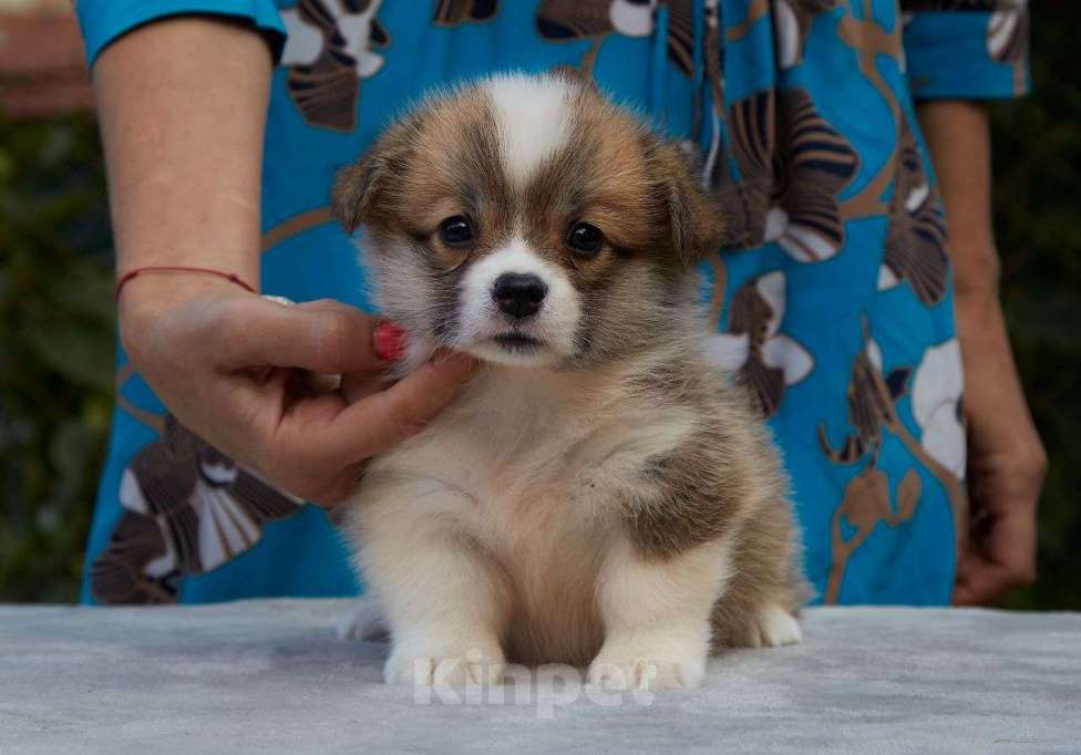 Собаки в Мурманске: Великолепный щенок  вельш корги пемброк  Девочка, Бесплатно - фото 1