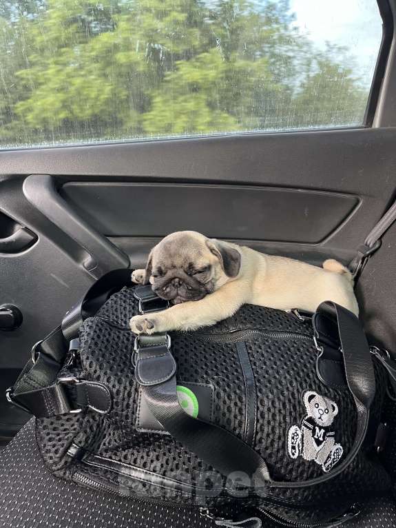 Собаки в Омске: Любящий Мопсик в любящую семью  Мальчик, 15 000 руб. - фото 5