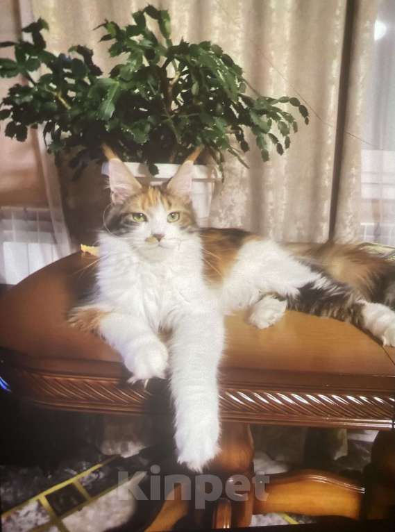 Кошки в Павловском Посаде: Мейкунята Девочка, 25 000 руб. - фото 7