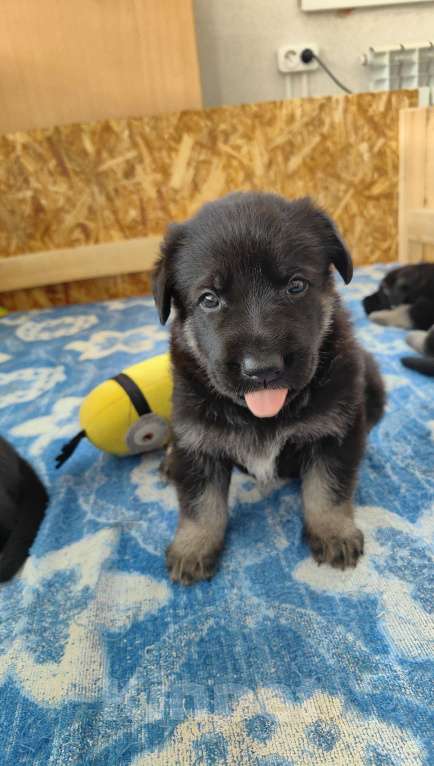 Собаки в Балашихе: Щенки ВЕО Девочка, 40 000 руб. - фото 5