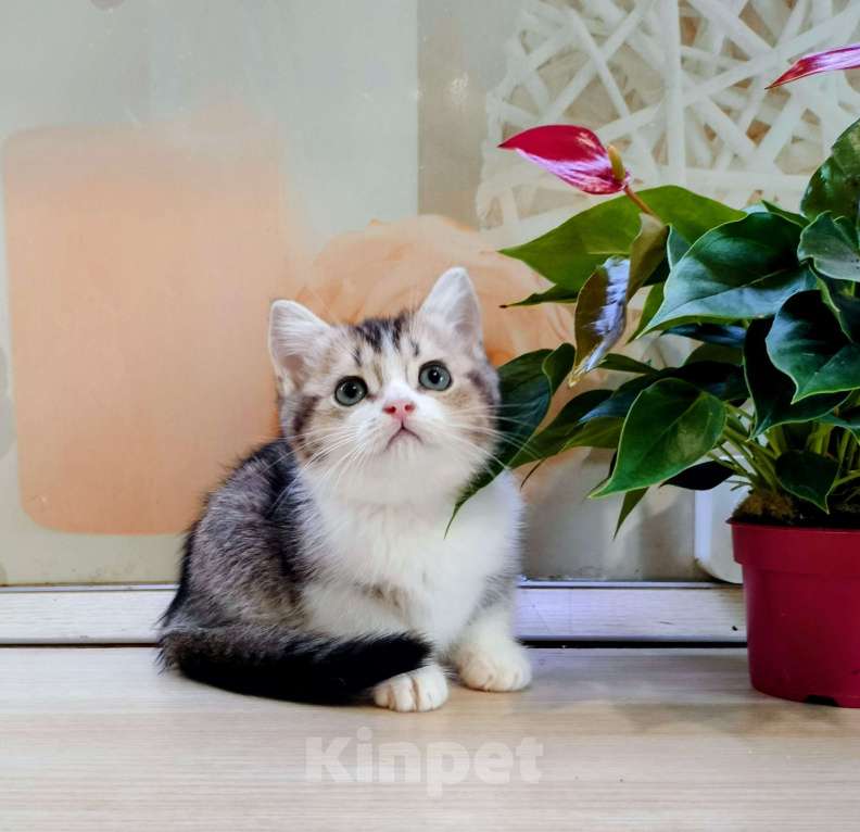 Кошки в Воронеже: Британская девочка окрас биколор Девочка, 25 000 руб. - фото 5