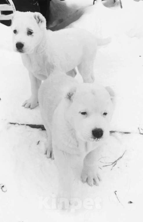 Собаки в Кургане: Средне азиатская овчарка Мальчик, 60 000 руб. - фото 3