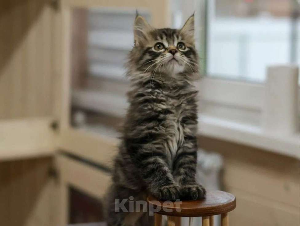 Кошки в Красногорске: Продажа котят курильского бобтейла Мальчик, 60 000 руб. - фото 2