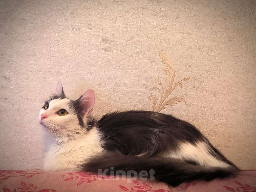 Кошки в Новосибирске: Котенок в добрые руки Девочка, Бесплатно - фото 4