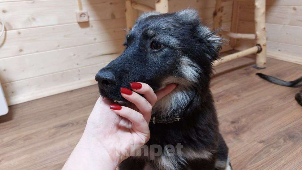 Собаки в Москве: Ласковый щенок Барон в дар Мальчик, Бесплатно - фото 1