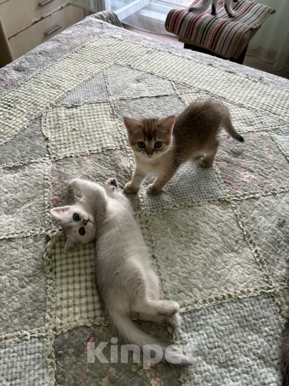 Кошки в Пензе: Британские котята Разнополые, 7 900 руб. - фото 2