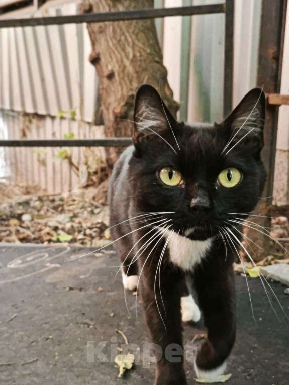 Кошки в Москве: Найден КОТ Мальчик, Бесплатно - фото 4
