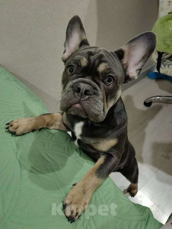 Собаки в Краснодаре: Французский бульдог, щенок Мальчик, Бесплатно - фото 4
