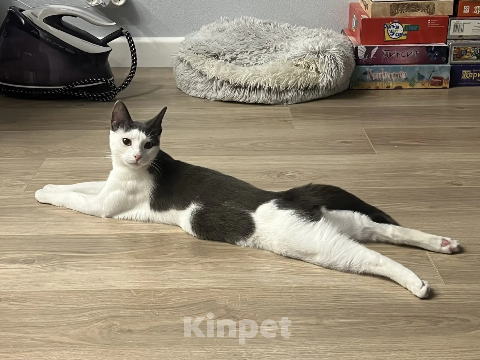 Кошки в Москве: Фру ищет дом и семью! Девочка, Бесплатно - фото 6
